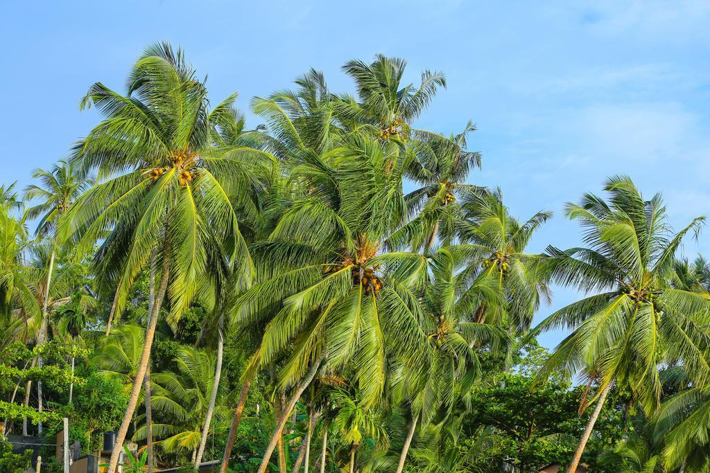 Nisala Villas ヒッカドゥワ エクステリア 写真